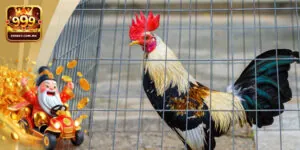Tổng Hợp Kinh Nghiệm Chơi Đá Gà Tre Cho Tân Thủ Tại 999bet 2 Tổng Hợp Kinh Nghiệm Chơi Đá Gà Tre Cho Tân Thủ Tại 999bet